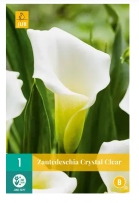 Zantedeschia crystal clear bol/knol JUB 1 stuks - Jub