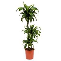Dracaena dorado S kamerplant - thumbnail