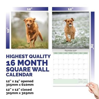 Labrador Retriever Fox Red Kalender 2026 Labrador Retriever Fox Red Kalender 2026