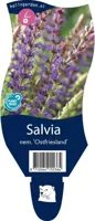 Salvia nem. Ostfriesland vaste plant Griffioen - Griffioen - thumbnail