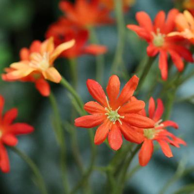 Zee Aster Kunsttak 57cm Oranje