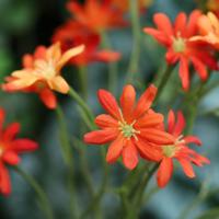 Zee Aster Kunsttak 57cm Oranje - thumbnail