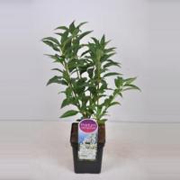 Sering (syringa villosae "Agnes Smith") - 90-120 cm - 1 stuks - thumbnail