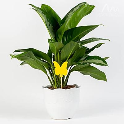 Gardigo 668005 Kleefplaatje voor insecten Plakfolie (b x h) 8.3 cm x 21.5 cm Geel 5 stuk(s)