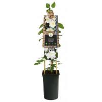 Klimplant Clematis Sylvia Denny - Witte Bosrank - thumbnail
