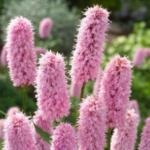 Adderwortel (Polygonum bistorta) moerasplant (6-stuks) Adderwortel (Polygonum bistorta) moerasplant (6-stuks)