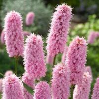 Adderwortel (Polygonum bistorta) moerasplant (6-stuks) - thumbnail