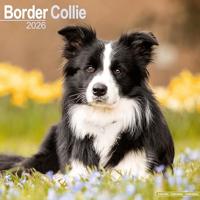 Border Collie Calendar 2026 Square Dog Breed Wall Calendar - 16 Month - thumbnail