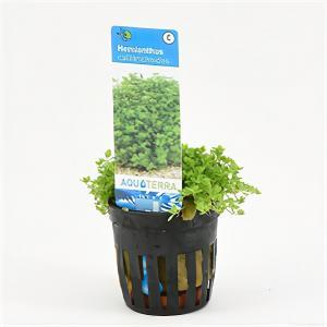 Hemianthus callitrichoides - 6 stuks - aquarium plant Hemianthus callitrichoides - 6 stuks - aquarium plant