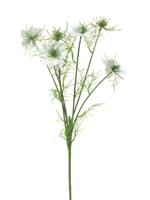 Nigella damascena creme 66cm - thumbnail
