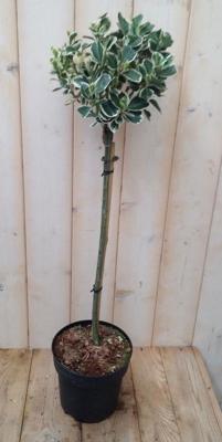 Japanse kardinaalsmuts Euonymus witbont op stam 100 cm Warentuin Natuurlijk - Warentuin natuurlijk