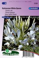 Cleome Spinosa zaden White Queen Kattensnor - thumbnail