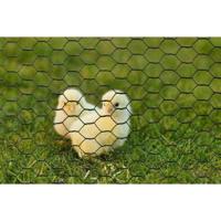 Gegalvaniseerd zeshoekig draadgaas - NATUURLIJK - 0,5 x 3 m - 13 mm dik - Groen - thumbnail