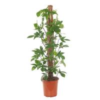 Philodendron Pedatum - P 24 cm - thumbnail