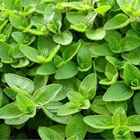 Oregano zaden Marjolein Origanum BIO - thumbnail