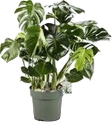 Monstera Deliciosa I Potmaat 30 H100-110 kamerplant Beautanic Lifestyle - Beautanic lifestyle