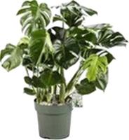 Monstera Deliciosa I Potmaat 30 H100-110 kamerplant Beautanic Lifestyle - Beautanic lifestyle - thumbnail