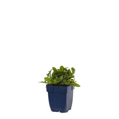 Prunella grand. Bella Deep Rose vaste plant Griffioen - Griffioen Prunella grand. Bella Deep Rose vaste plant Griffioen - Griffioen