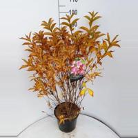 Weigela struik Bouquet Rose - 5 stuks - thumbnail