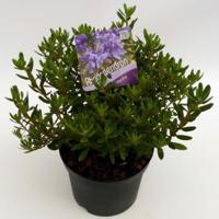 Dwerg rododendron (Rhododendron "Azurika") heester - thumbnail