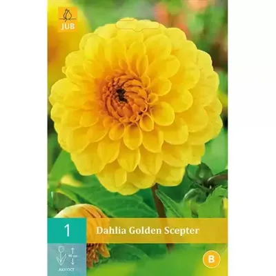 Dahlia golden scepter 1st bloembol zomer Dahlia JUB - Jub