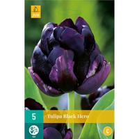 Tulipa Black Hero bloembollen 5 bollen Tulp JUB - Jub - thumbnail