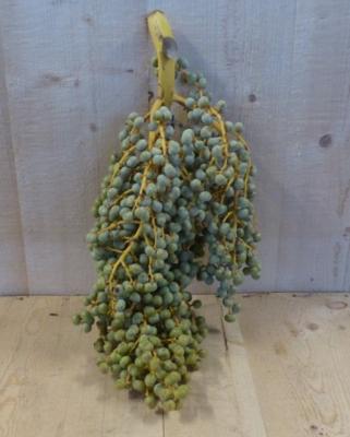 Kerstgroen Palmbessen tak decoratie Warentuin Natuurlijk - Warentuin natuurlijk