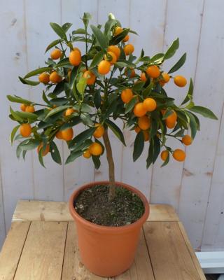 Citrusboompje Mandarijnen 80 cm Citrus Warentuin Natuurlijk - Warentuin natuurlijk