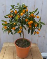 Citrusboompje Mandarijnen 80 cm Citrus Warentuin Natuurlijk - Warentuin natuurlijk - thumbnail