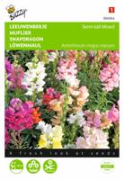 Zaden Antirrhinum Leeuwenbekje half-hoog gemengd Buzzy - Buzzy - thumbnail