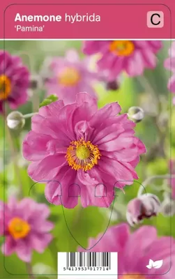Herfstanemoon (anemone hybrida "Pamina") najaarsbloeier - 12 stuks