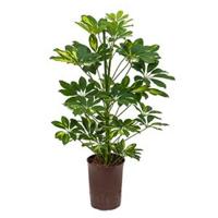 Schefflera gold capella 2pp hydrocultuur plant - thumbnail