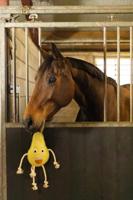 Excellent Horse Foodie Friends Pear - thumbnail