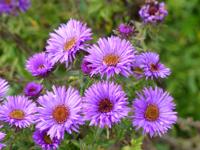 Aster - thumbnail