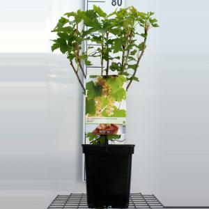 Witte bes (ribes rubrum "Witte Parel") fruitplanten - In 5 liter pot - 1 stuks Witte bes (ribes rubrum "Witte Parel") fruitplanten - In 5 liter pot - 1 stuks
