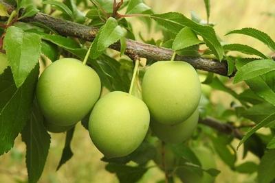 Reine Claude d'Oullins pruim