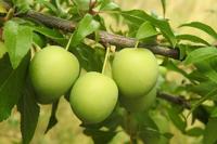 Reine Claude d'Oullins pruim - thumbnail