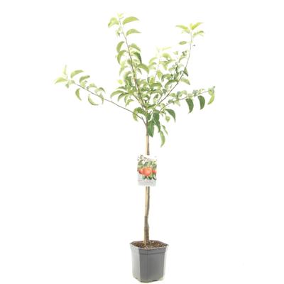 Appelboom Malus dom. Rode Boskoop laagstam