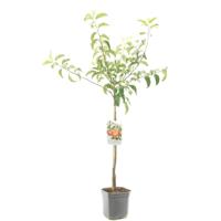 Appelboom Malus dom. Rode Boskoop laagstam - thumbnail