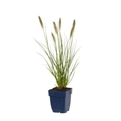 Pennisetum alop. Hameln vaste plant Griffioen - Griffioen