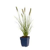 Pennisetum alop. Hameln vaste plant Griffioen - Griffioen - thumbnail