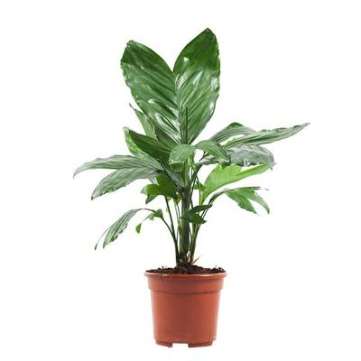 Chamaedorea Metallica (metal palm) - P 14 cm Chamaedorea Metallica (metal palm) - P 14 cm