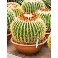 Echinocactus grusonii XL kamerplant - thumbnail