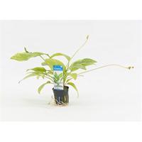Echinodorus cordifolius marble queen - 6 stuks - aquarium plant - thumbnail