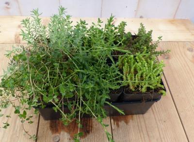 Vetplanten Sedum zes stuks Warentuin Natuurlijk - Warentuin natuurlijk