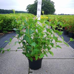 Weigela struik Styriaca - 80 - 100 cm - 5 stuks