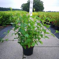 Weigela struik Styriaca - 80 - 100 cm - 5 stuks - thumbnail