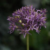 Allium Kunstbloem 61cm Paars - thumbnail