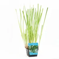 Waterplant Acorus calamus - thumbnail