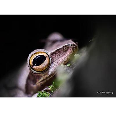 Panasonic Lumix G 30mm F/2.8 Macro Mega OIS - thumbnail